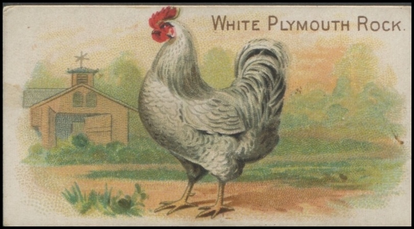 White Plymouth Rock